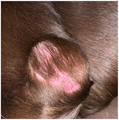 Case Report: Cutaneous Pleomorphic Lymphangiosarcoma in a Dog Exhibiting Features of Human Composite Hemangioendothelioma